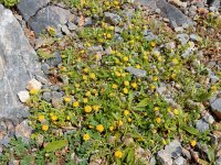 Anthemis rigida 13, Saxifraga-Peter Meininger