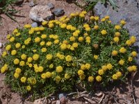 Anthemis rigida 16, Saxifraga-Harry Jans