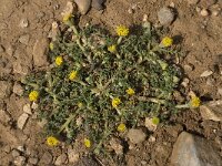 Anthemis rigida 8, Saxifraga-Willem van Kruijsbergen