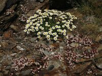 Anthemis saxatilis 2, Saxifraga-Dirk Hilbers