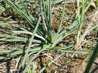 Anthericum liliago 16, Grote graslelie, Saxifraga-Rutger Barendse