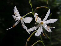 Anthericum ramosum 11, Saxifraga-Ed Stikvoort : jura2010