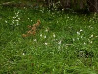 Anthericum ramosum 13, Saxifraga-Ed Stikvoort