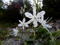 Anthericum ramosum 14, Saxifraga-Ed Stikvoort