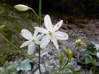 Anthericum ramosum 15, Saxifraga-Ed Stikvoort