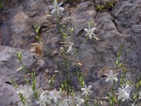 Anthericum ramosum 16, Saxifraga-Ed Stikvoort : jura2010