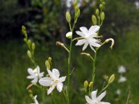 Anthericum ramosum 17, Saxifraga-Ed Stikvoort : jura2010