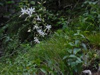 Anthericum ramosum 22, Saxifraga-Ed Stikvoort