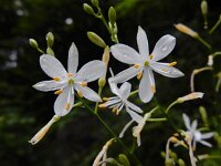 Anthericum ramosum 23, Saxifraga-Ed Stikvoort