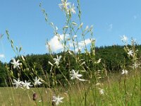 Anthericum ramosum 5, Saxifraga-Jan Willem Jongepier