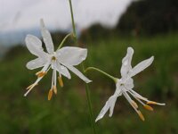Anthericum ramosum 6, Saxifraga-Jan Willem Jongepier
