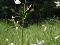 Anthericum ramosum 7, Saxifraga-Jan Willem Jongepier