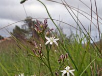 Anthericum ramosum 8, Saxifraga-Jeroen Willemsen