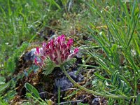 Anthyllis montana 19, Saxifraga-Jeroen Willemsen