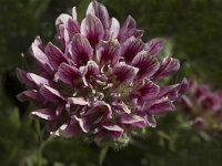 Anthyllis montana ssp montana 2, Saxifraga-Jan van der Straaten