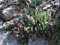 Anthyllis montana ssp montana 21, Saxifraga-Luuk Vermeer