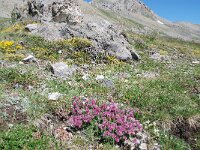 Anthyllis montana ssp montana 23, Saxifraga-Luuk Vermeer