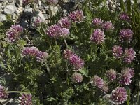 Anthyllis montana ssp montana 4, Saxifraga-Jan van der Straaten