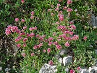 Anthyllis montana ssp montana 6, Saxifraga-Willem van Kruijsbergen