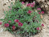 Anthyllis montana ssp montana 7, Saxifraga-Willem van Kruijsbergen