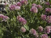 Anthyllis montana ssp montana 8, Saxifraga-Jan van der Straaten