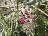 Anthyllis vulneraria ssp arundana 10, Saxifraga-Jan van der Straaten