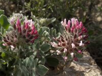 Anthyllis vulneraria ssp arundana 15, Saxifraga-Jan van der Straaten