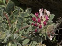 Anthyllis vulneraria ssp arundana 3, Saxifraga-Jan van der Straaten