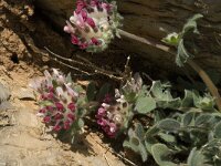 Anthyllis vulneraria ssp arundana 4, Saxifraga-Jan van der Straaten