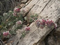 Anthyllis vulneraria ssp arundana 8, Saxifraga-Jan van der Straaten