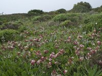 Anthyllis vulneraria ssp lusitanica 6, Saxifraga-Willem van Kruijsbergen