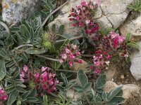 Anthyllis vulneraria ssp lusitanica 7, Saxifraga-Willem van Kruijsbergen