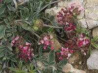 Anthyllis vulneraria ssp lusitanica 9, Saxifraga-Willem van Kruijsbergen