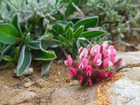 Anthyllis vulneraria ssp maura 2, Saxifraga-Ed Stikvoort