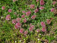 Anthyllis vulneraria ssp praepropera 4, Saxifraga-Hans Grotenhuis