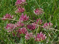 Anthyllis vulneraria ssp praepropera 5, Saxifraga-Hans Grotenhuis