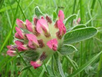 Anthyllis vulneraria ssp pyrenaica 2, Saxifraga-Rutger Barendse