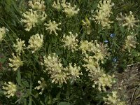 Anthyllis vulneraria ssp valesiaca 2, Saxifraga-Willem van Kruijsbergen