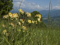 Anthyllis vulneraria ssp vulneraria 10, Wondklaver, Saxifraga-Marijke Verhagen