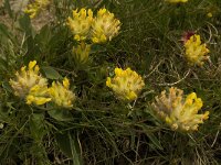 Anthyllis vulneraria ssp vulneraria 14, Wondklaver, Saxifraga-Willem van Kruijsbergen