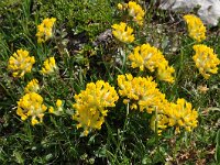 Anthyllis vulneraria ssp vulneraria 16, Wondklaver, Saxifraga-Harry Jans