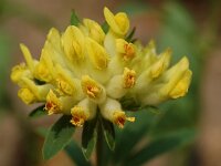 Anthyllis vulneraria ssp vulneraria 2, Wondklaver, Saxifraga-Willem van Kruijsbergen