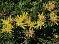 Anthyllis vulneraria ssp vulneraria 3, Wondklaver, Saxifraga-Willem van Kruijsbergen