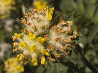 Anthyllis vulneraria ssp vulneraria 6, Wondklaver, Saxifraga-Marijke Verhagen