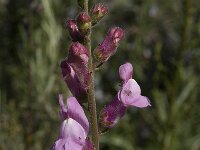 Antirrhinum barrelieri 7, Saxifraga-Willem van Kruijsbergen