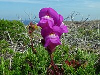 Anthirrinum majus ssp linkianum 18, Saxifraga-Hans Grotenhuis