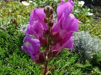 Anthirrinum majus ssp linkianum 20, Saxifraga-Hans Grotenhuis