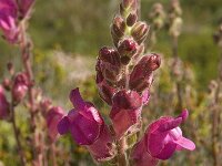 Antirrhinum majus ssp linkianum 16, Saxifraga-Willem van Kruijsbergen