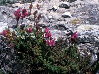 Antirrhinum majus ssp linkianum 2, Saxifraga-Jan van der Straaten