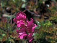 Antirrhinum majus ssp linkianum 3, Saxifraga-Jan van der Straaten